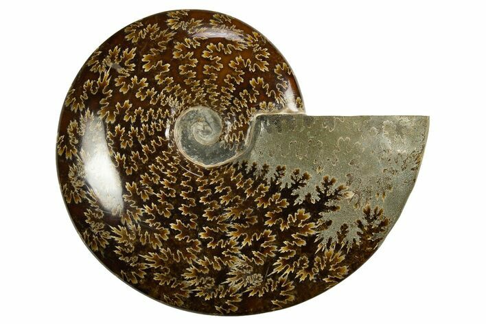 Polished, Agatized Ammonite (Cleoniceras) - Madagascar #327694